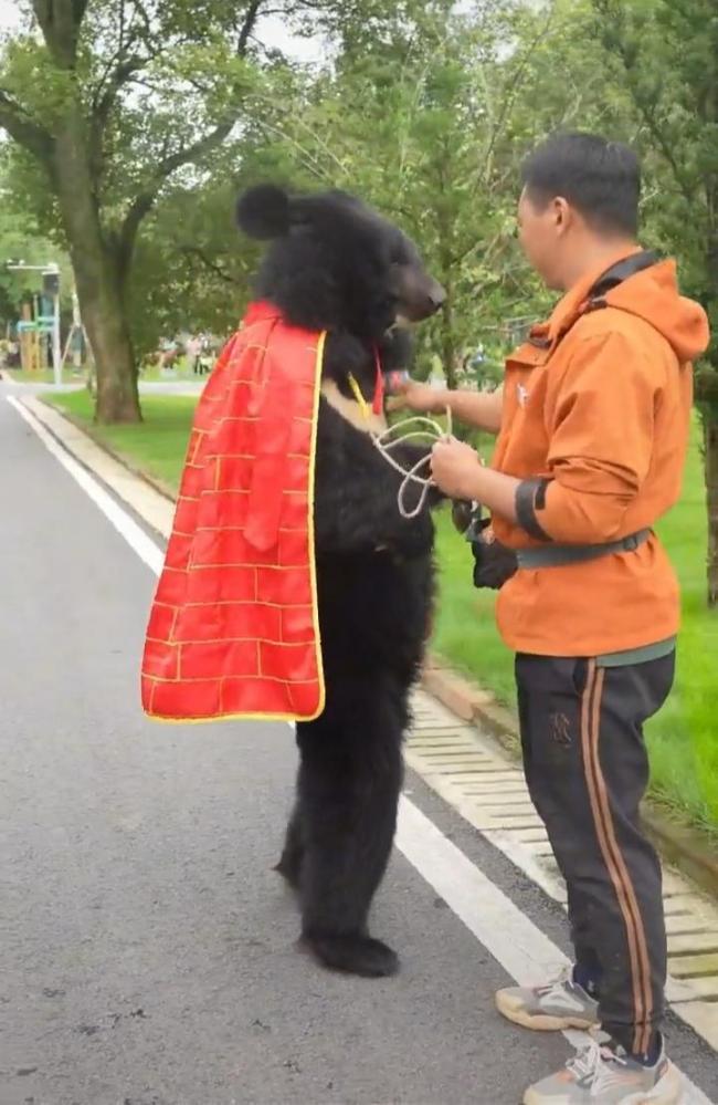 动物园称披袈裟直立行走黑熊是真熊